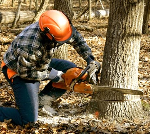 Tree Removal in Nada, TX